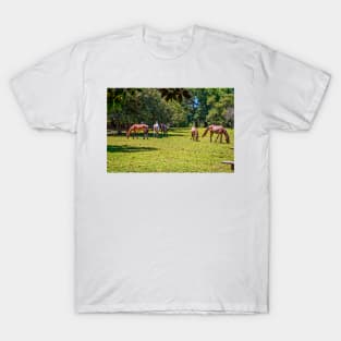 Wild Horses at Cumberland Island National Seashore T-Shirt